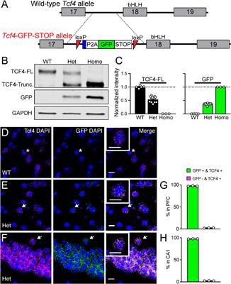 Region and Cell Type Distribution of TCF4 in the Postnatal Mouse Brain